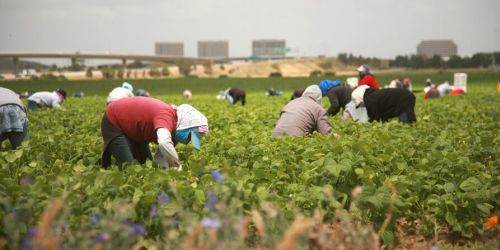 clandestini piana sibari