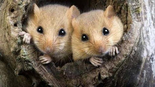 Cacciavano ghiri illegalmente, nei guai un allevatore e un operaio