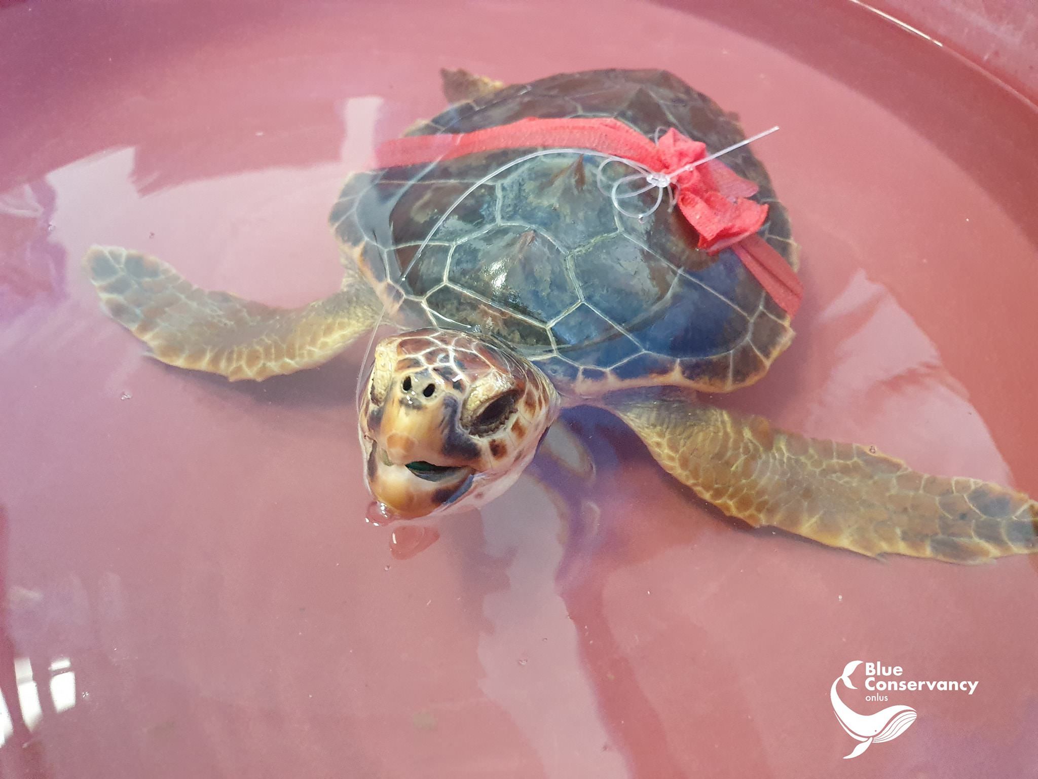 Tartaruga ferita da un amo gigantesco, soccorsa a Brancaleone