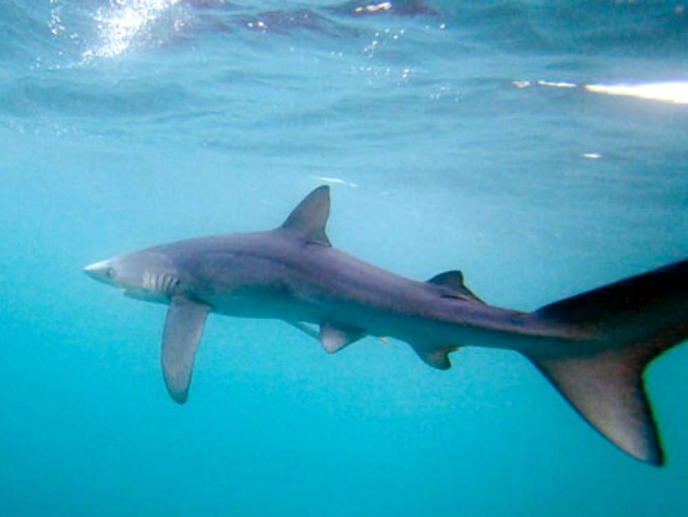 Cirò Marina, rinvenuto uno squalo di tre metri