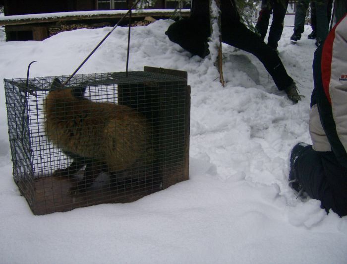 Cosenza, scoperta una trappola per la cattura delle volpi