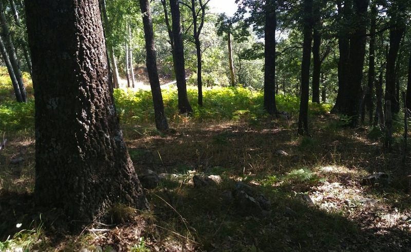 Rubati 3mila alberi in un'area di Calabria verde