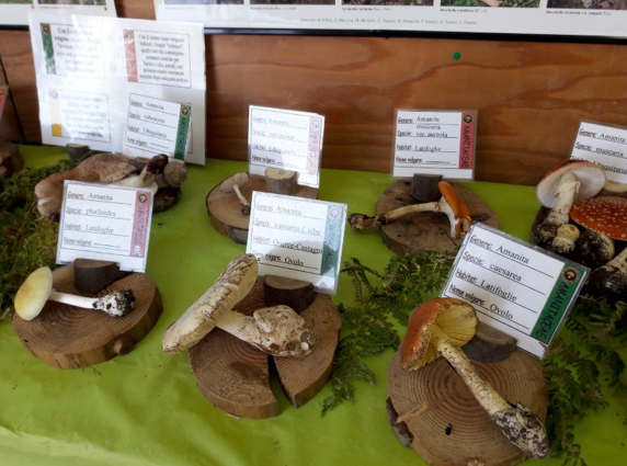 Catanzaro, due giorni dedicati agli amanti dei funghi