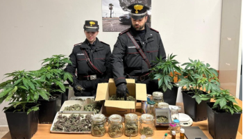 Serre di marijuana in casa: arrestato 55enne nel Catanzarese