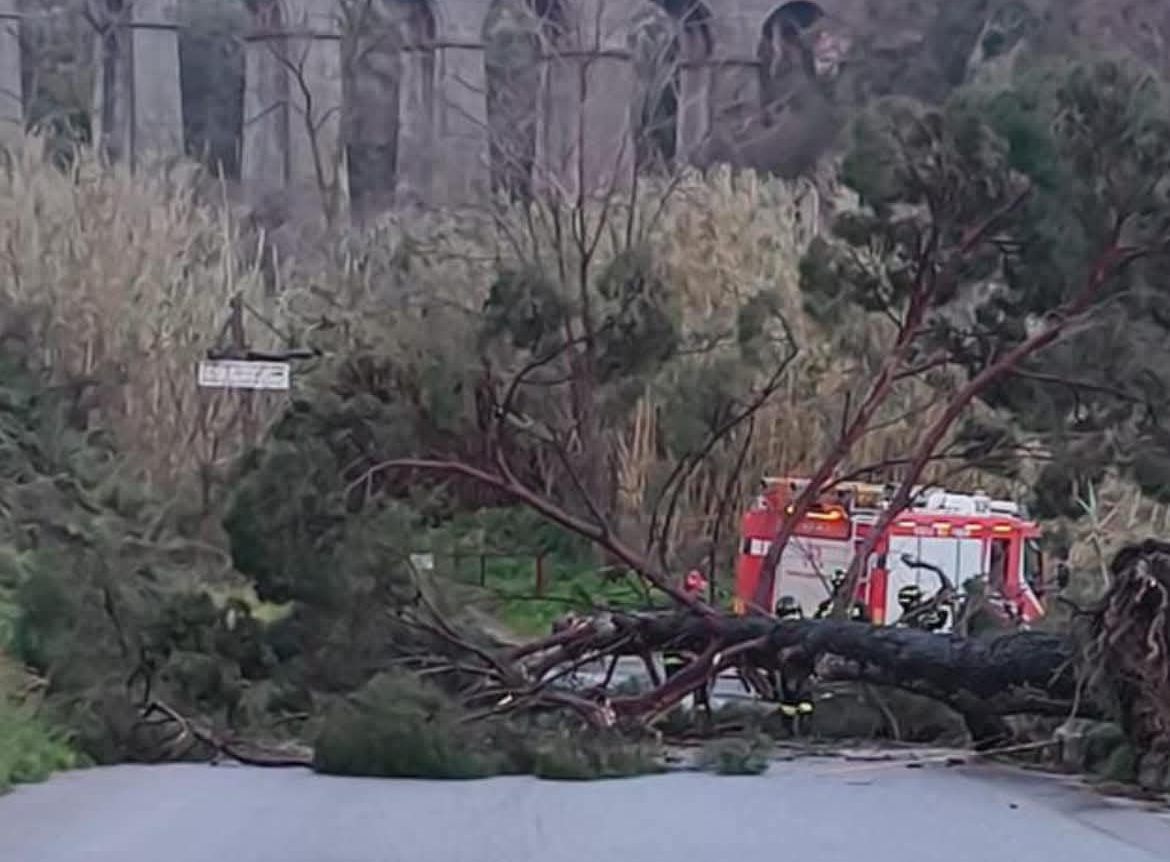 Notte di paura nel Vibonese: forti raffiche di vento, pioggia intensa e alberi sradicati