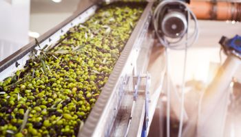 Olio, l’allarme dei frantoiani calabresi: «Rischio stop ai ritiri delle olive, servono interventi immediati»