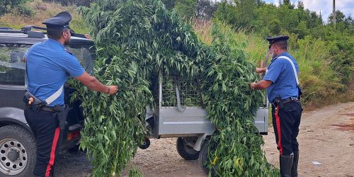 Una piantagione di cannabis nascosta nei boschi a Petronà, sequestro dei carabinieri