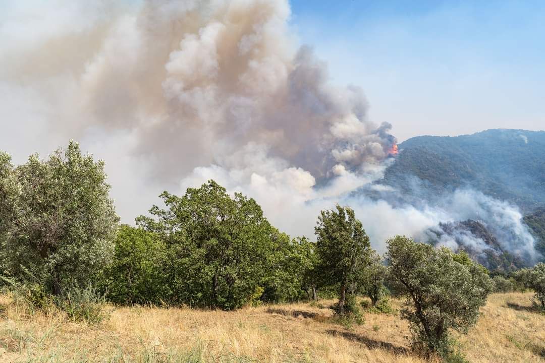 Fiamme nella pineta di Siano e sul Reventino. Spento l’incendio nel Catanzarese