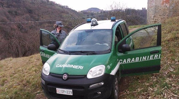 Rubano tronchi di castagno, due denunce nel Cosentino