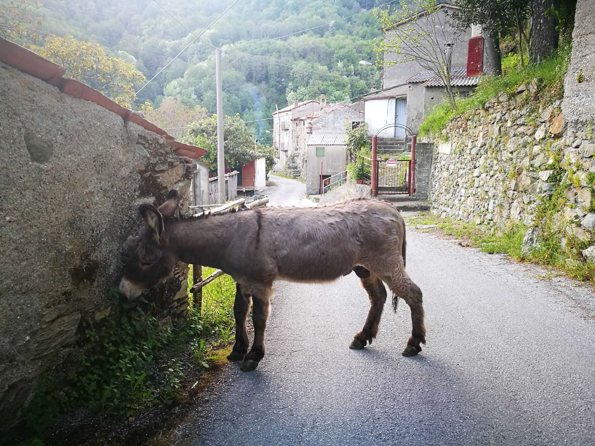 «In viaggio con Rocco, l’asino filosofo»