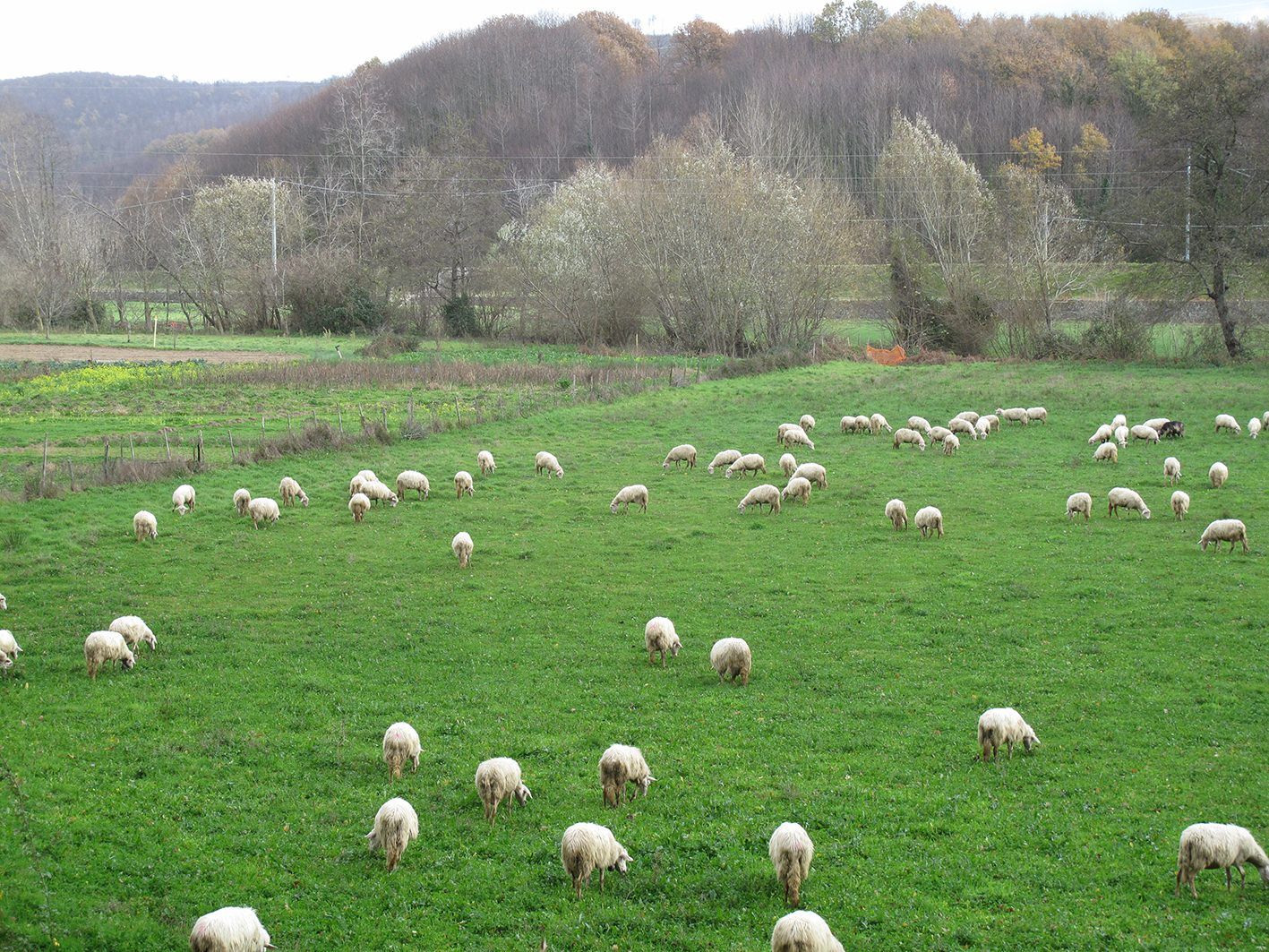 «I fondi per gli agricoltori sono un pasticcio»