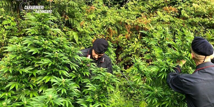 Scoperta piantagione di marijuana a Lamezia