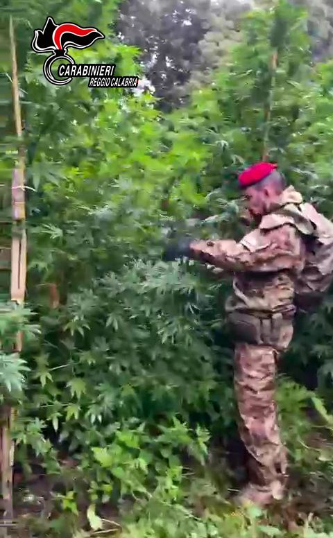 Rinvenuta piantagione di 800 esemplari di Cannabis nella Locride