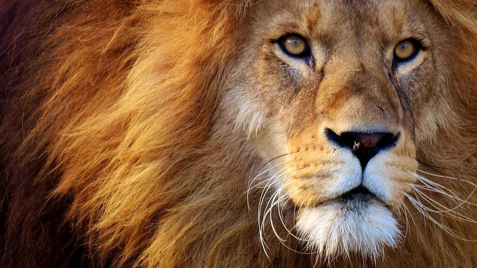 Lo spirito animalesco del mercato