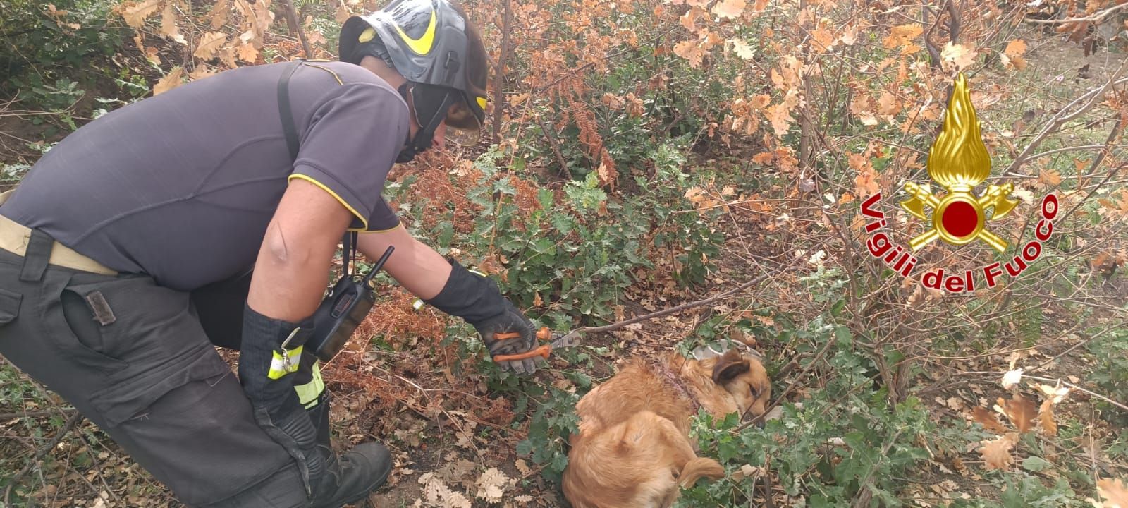 Mesoraca, un cane si incastra in un cavo d’acciaio e resta ferito: salvato dai Vigili del Fuoco
