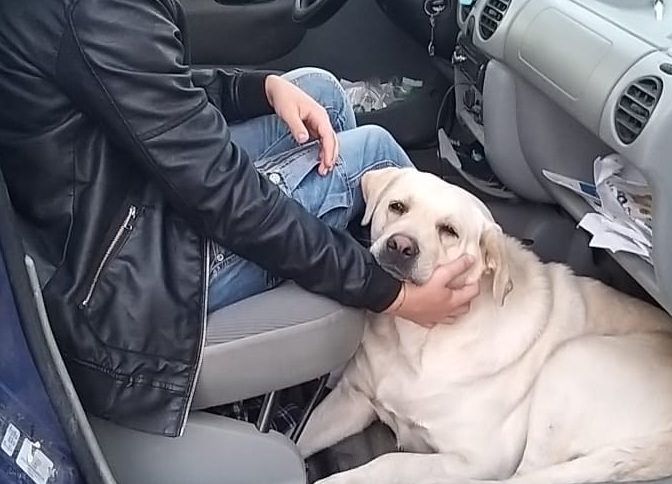 Il labrador che vegliava la tomba del padrone al cimitero di Corigliano – VIDEO