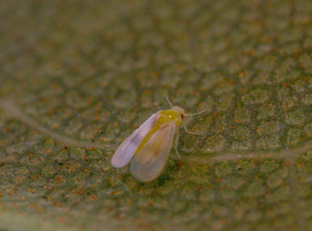 Università di Reggio, ad agraria scoperto nuovo "parassita del verde"