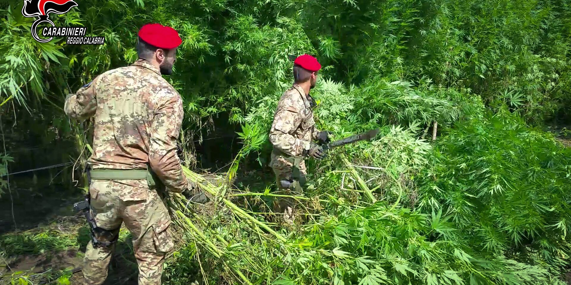 Scoperta piantagione di marijuana a Mammola, 4 arresti