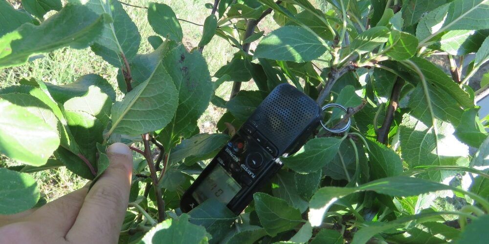 Sila, sorpreso a cacciare specie protette di uccelli: denunciato 54enne – VIDEO