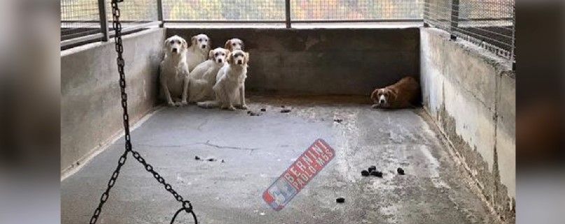 Canile “lager” a Mendicino, due condanne