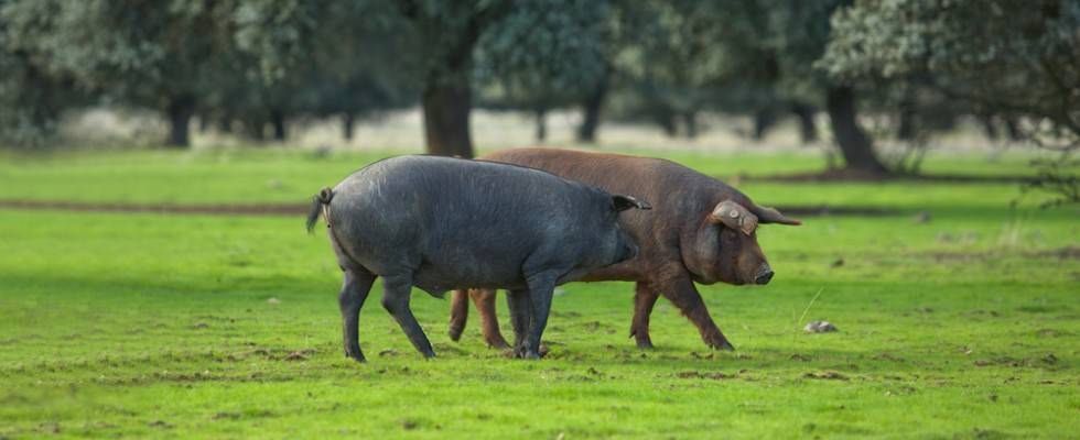 Un premio per la filiera agroalimentare Madeo