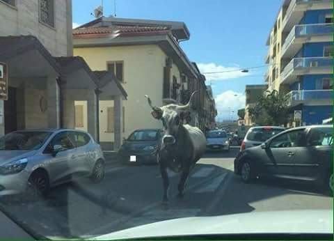 Un toro in libertà semina il panico a Catanzaro Lido
