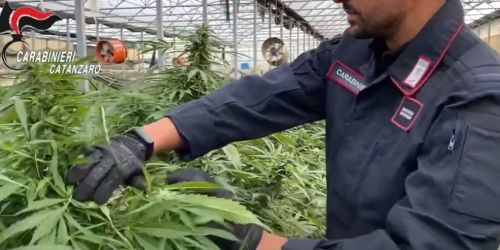 marijuana_carabinieri_lamezia