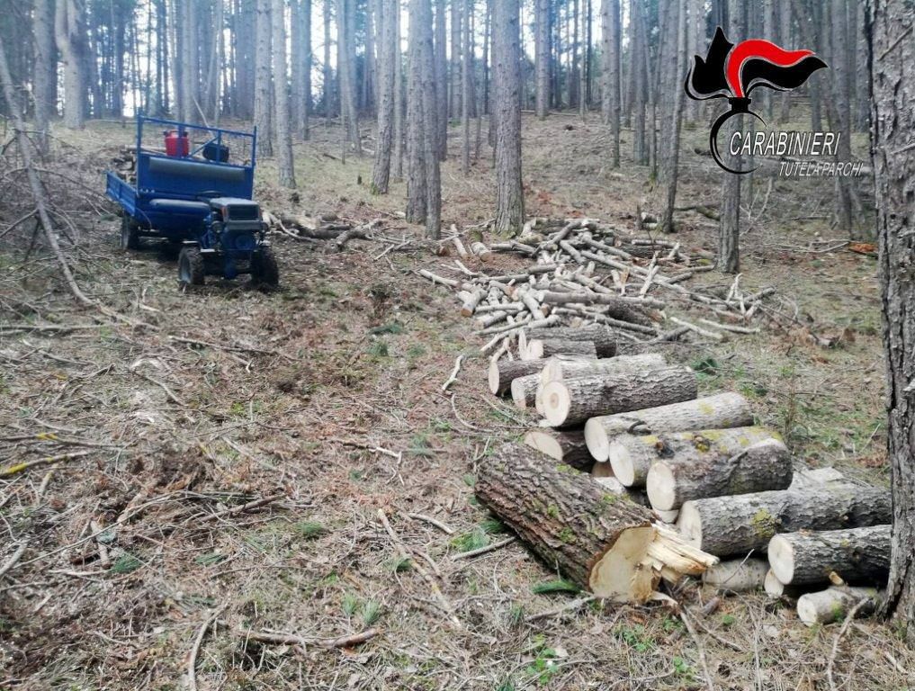 San Giovanni in Fiore, due denunce per furto di piante