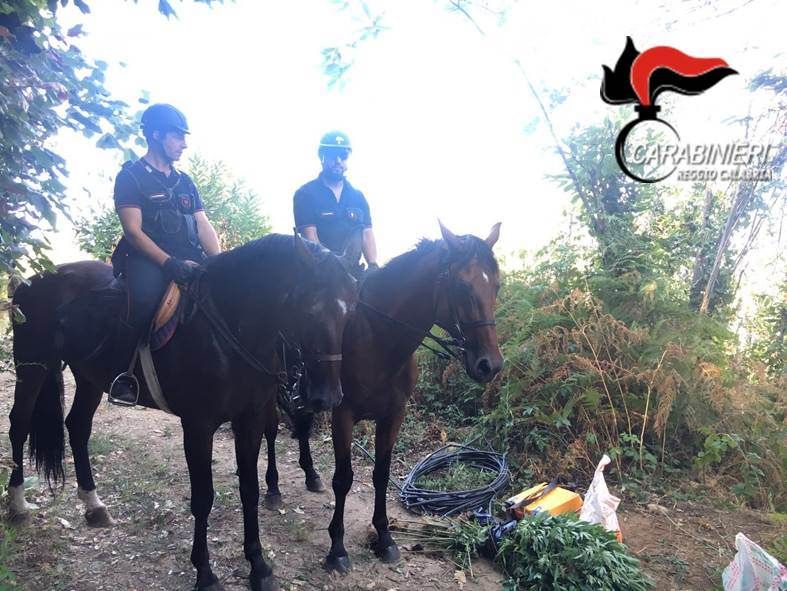 Due piantagioni di marijuana scoperte nel Reggino