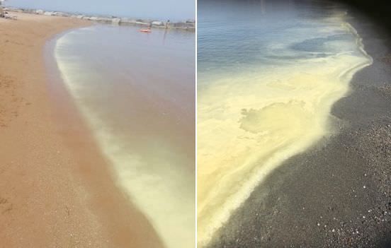 Arpacal: «Mar Jonio colorato di giallo? Colpa del polline dei pini»
