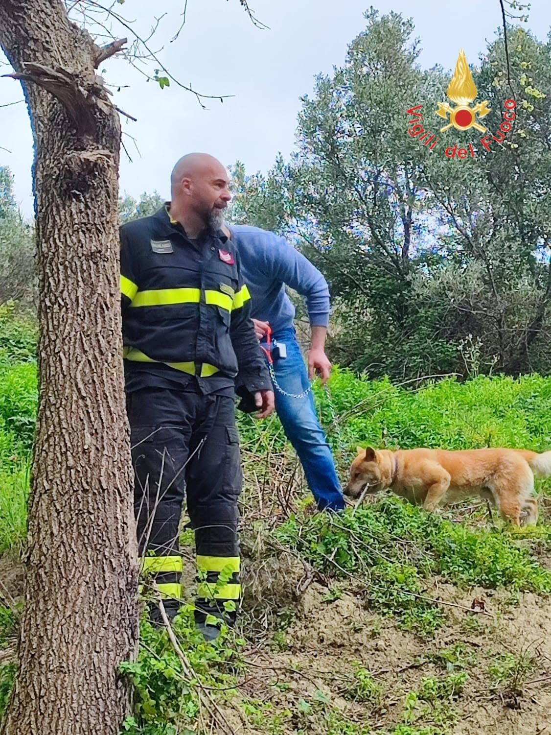 Accerchiato e attaccato da un branco di cinghiali, i vigili del fuoco salvano un cane