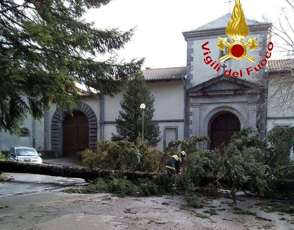 Maltempo nel Vibonese, un albero cade vicino la Certosa di Serra San Bruno – FOTO