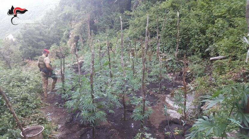 Coltivavano cannabis, arrestati due fratelli a Caulonia