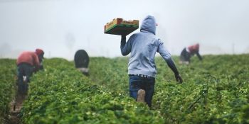 Il rogo di Amendolara e il silenzio dei complici