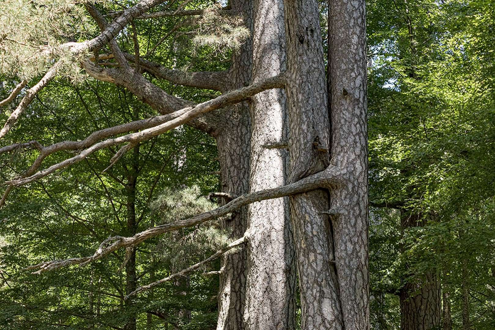 I Giganti della Sila da domani "riaprono" al pubblico