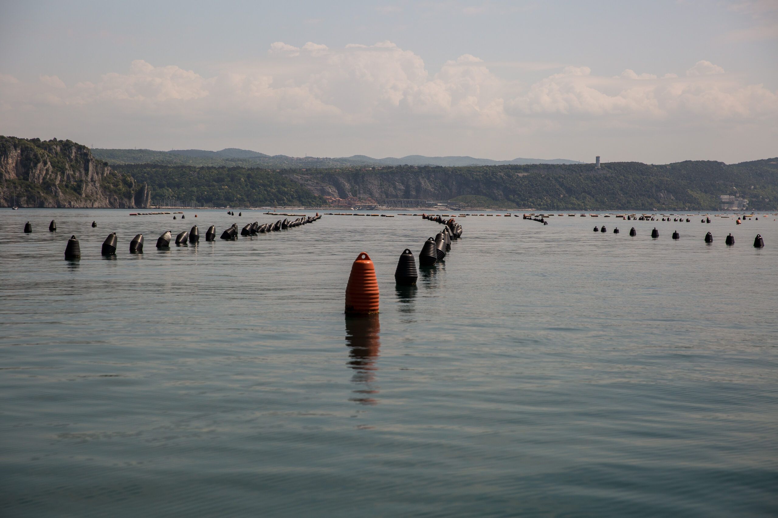 Granchio blu, Api: «Bene provvedimenti d’emergenza»