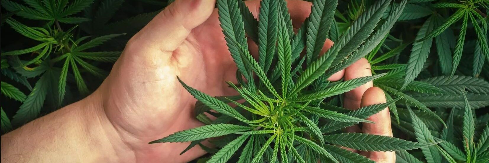 Cannabis come fertilizzante nel Ferrarese. Gip la restituisce al contadino