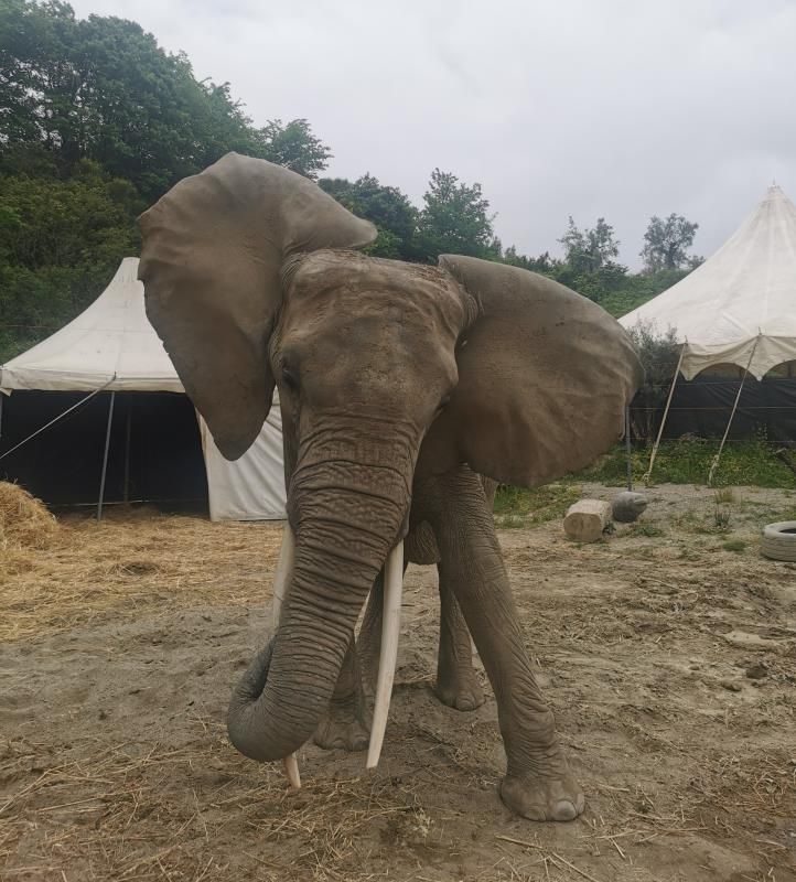 Elefante imbizzarrito a Maida. Schiacciata domatrice: è grave