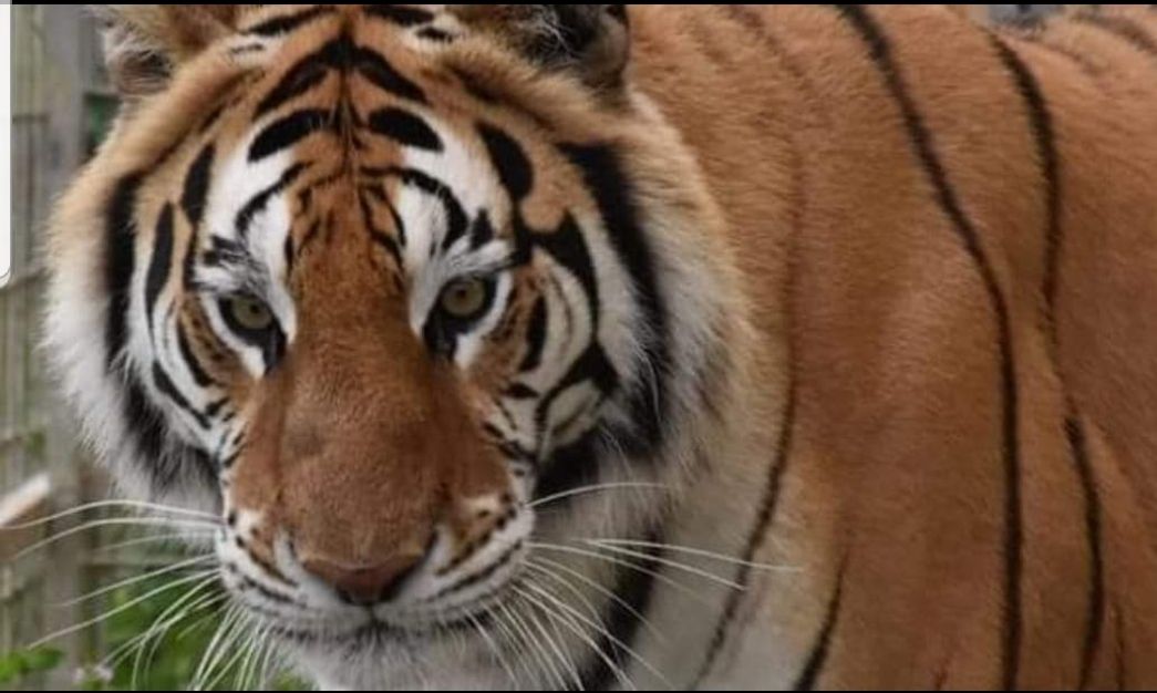 San Pietro a Maida, fino a domenica si potranno ammirare la tigre reale del Bengala e la tigre rosa
