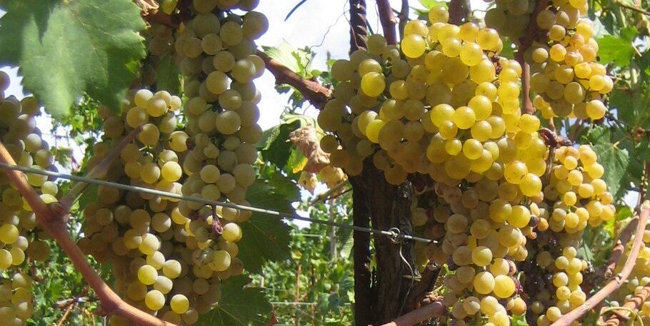 L’economia si rilancia con la qualità, a Lamezia parte la vendemmia