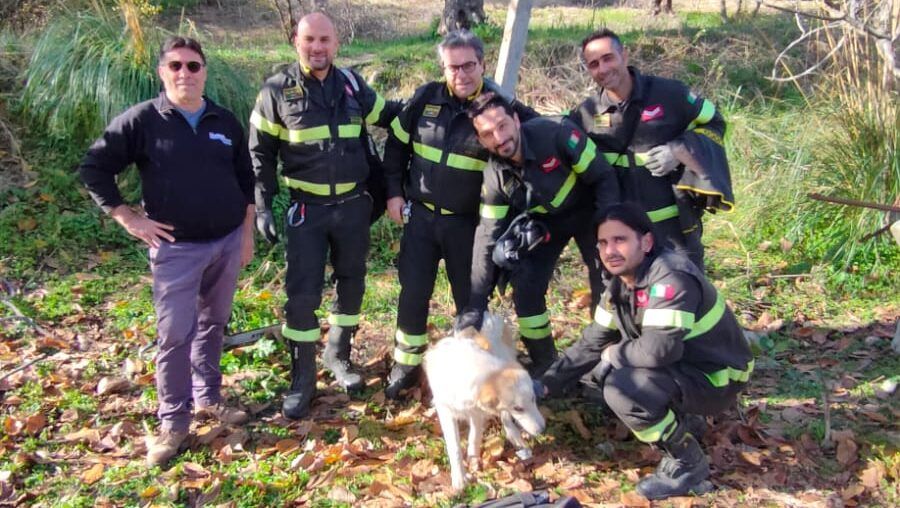 Cane cade in un pozzo di 10 metri nel Reggino, salvato dai Vigili del fuoco