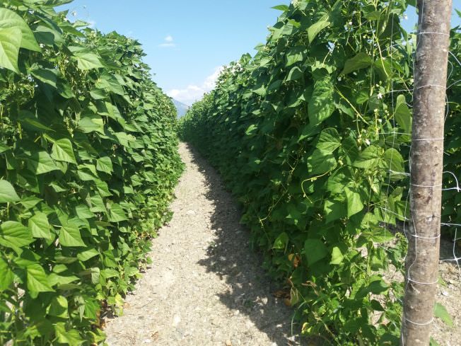 «Il fagiolo poverello bianco diventa Deco»