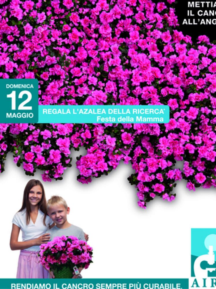Anche in Calabria fiorisce l`Azalea della ricerca