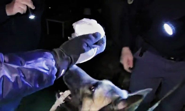 Da Cosenza a Crotone, i viaggi della droga «per grossi quantitativi di cocaina e marijuana»