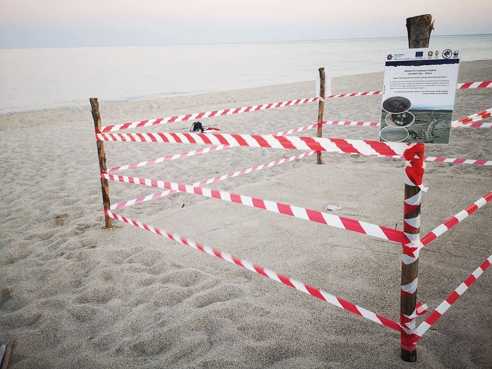 Il Wwf di Vibo Valentia a tutela delle Caretta caretta