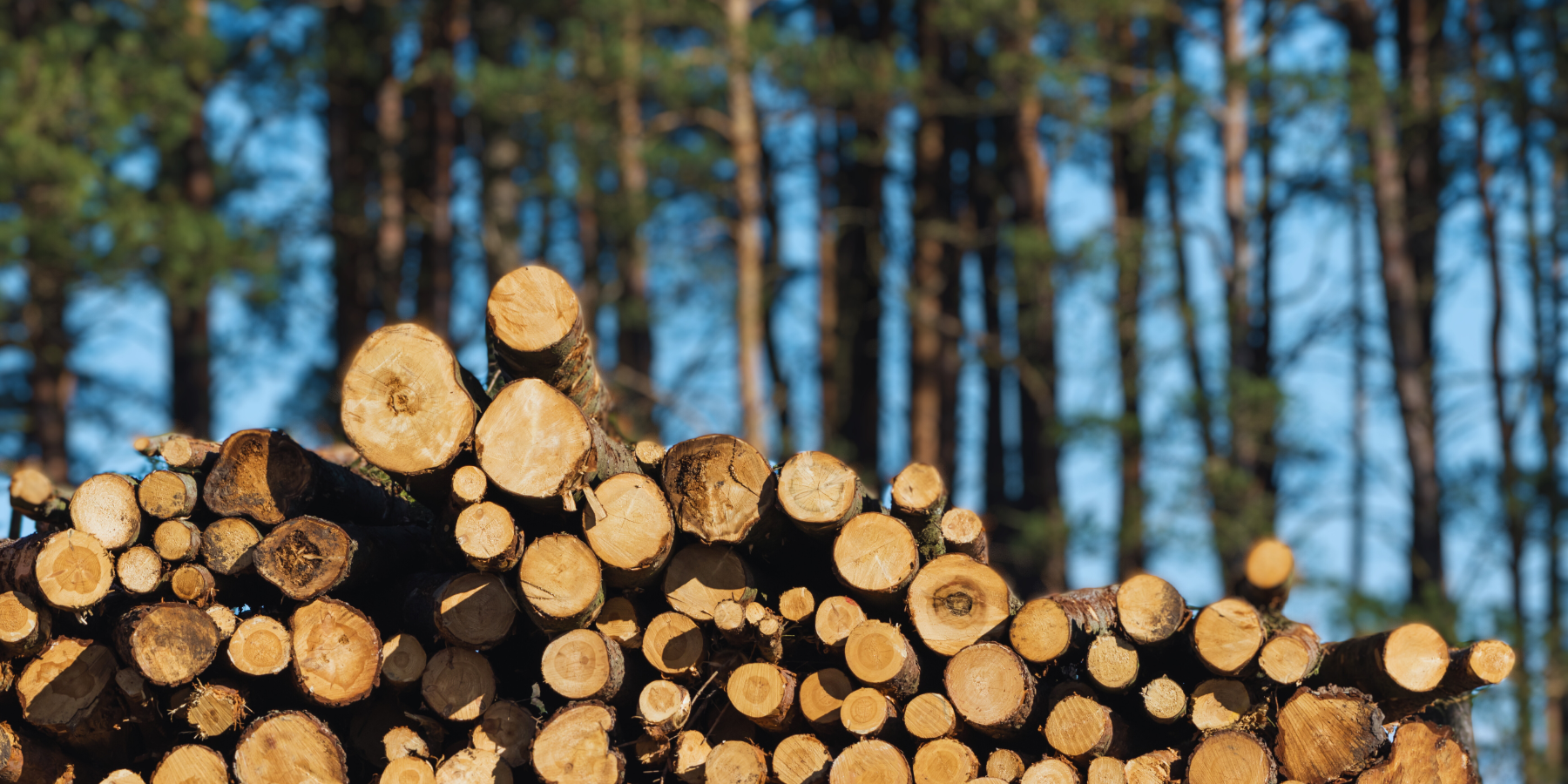 Domenico Cracolici e l’affare “esclusivo” dei boschi a Cortale. «La forestale mi stima»