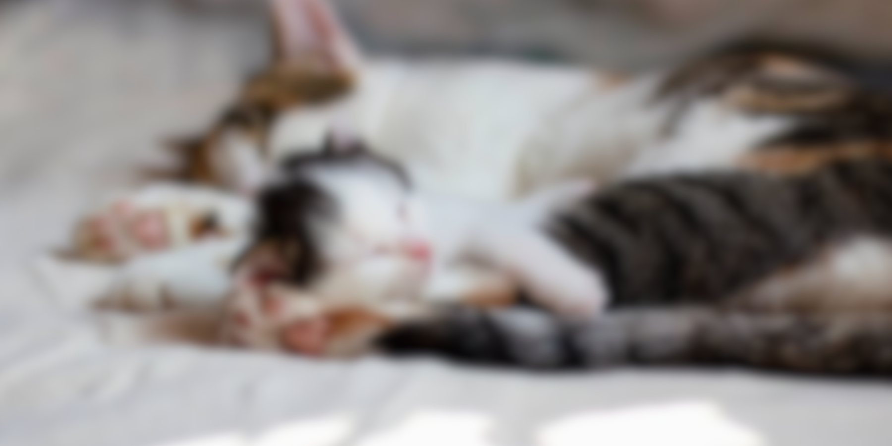 Gatta di quartiere uccisa a bastonate con i suoi cuccioli