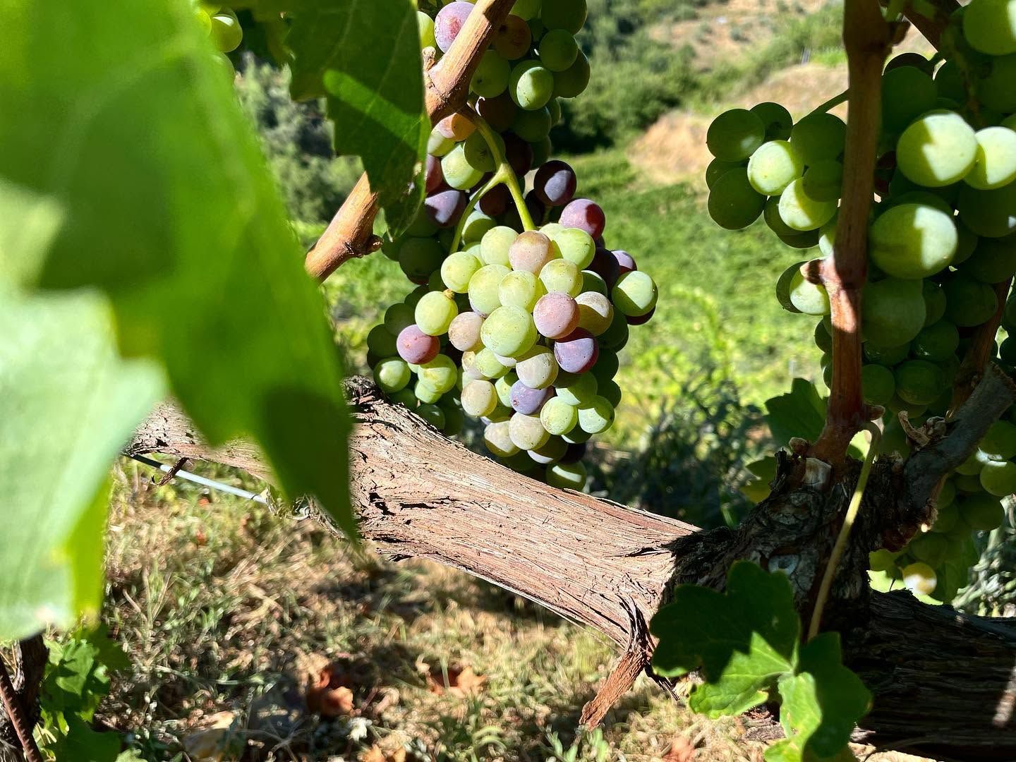 «La Calabria del vino non ha bisogno di assomigliare ai grandi territori, ma solo di avere piena consapevolezza»
