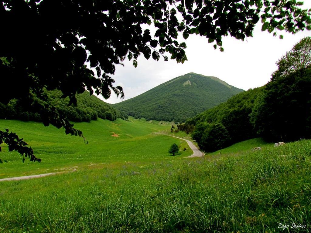 Parco del Pollino, domani a dimora alcune specie autoctone