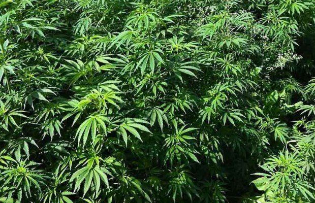 Sorpreso tra la marijuana tenta la fuga nel fiume, preso